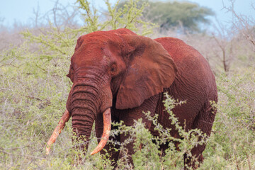 Fototapeta na wymiar large african red elephant bull in tsavo 