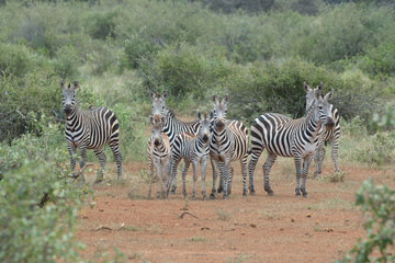 group of zebras in african dry environment looking up