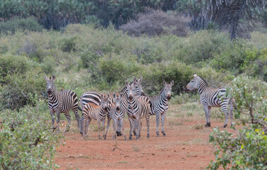 Naklejka premium group of zebras in african dry environment looking up