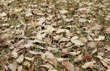 Dry leaves fall on ground with selective focus can be use as background 