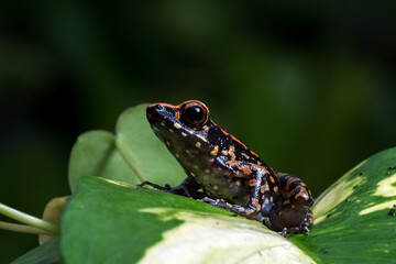 Spotted stream frog perched on a monstera leaf