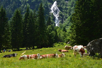 Fototapeta na wymiar Cows in grass in green forest with waterfall