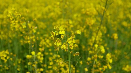 field with flowers