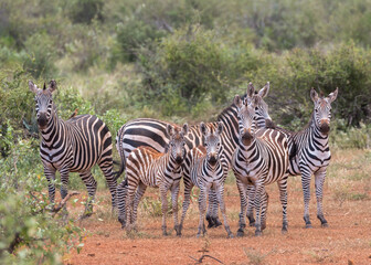 Fototapeta na wymiar group of zebras in african dry environment looking up