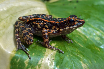 Obraz premium Spotted stream frog perched on a monstera leaf