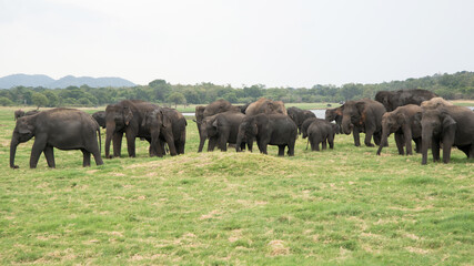 Fototapeta na wymiar Big group of many asian elephants at Minneriya Nattional park in Sri Lanka. Beautiful green landscape with a lake