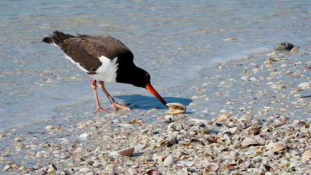 American Oystercatcher Haematopus palliatus feeding on clams on a sandy beach on the Gulf of Mexico at St. Pete Beach, Florida.