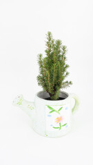 Christmas tree in a pot in the form of a watering can