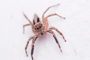 spider on a white background