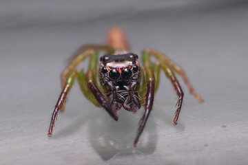 jumping spider on a wall