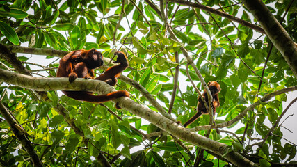 Howler monkey, mother and son in Tambopata, Peru