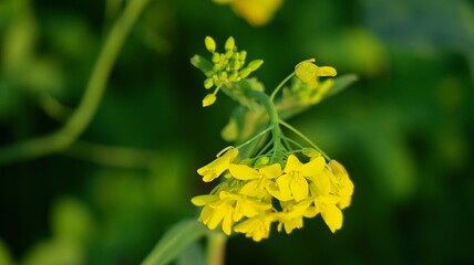 yellow flower in the garden