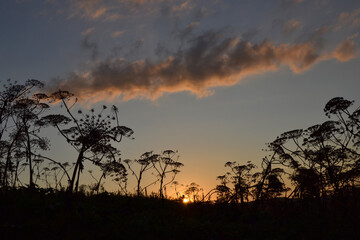 Silhouette of plants growing on field at sunset. Background