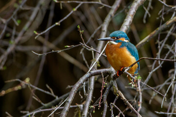 Eisvogel (Alcedo atthis) Männchen