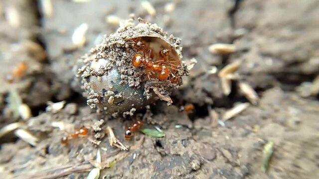 Red ants search for food in the shell of the conch