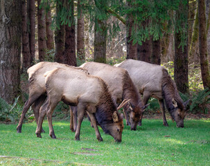 Winter Elk visiting the camp
