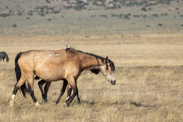 Majestic Wild Horse in Spring in the Utah Desert