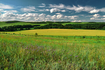 Fototapeta premium Green grass and wheat field on small hills and blue sky with clouds