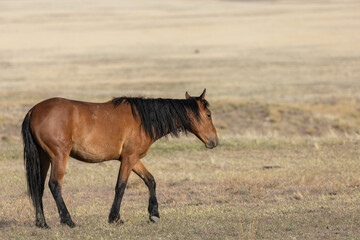 Majestic Wild Horse in Spring in the Utah Desert