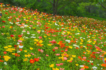 589-65 Poppies at the Chicago Botanic Garden