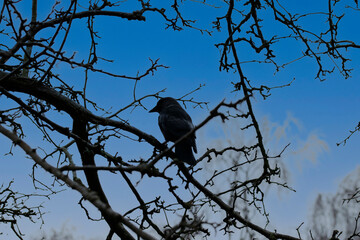 Western jackdaw In A Tree At Amsterdam The Netherlands 29-11-2020