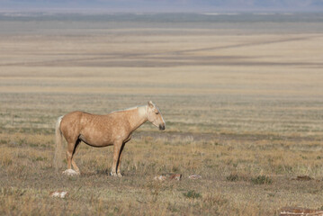 Majestic Wild Horse in Spring in the Utah Desert
