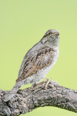 Fine art portrait of Eurasian wryneck (Jynx torquilla)