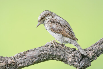 Wonderful portrait of uncommon woodpecker, the Eurasian wryneck (Jynx torquilla)