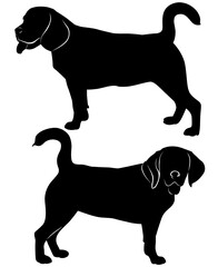 vector silhouette dog beagle breed