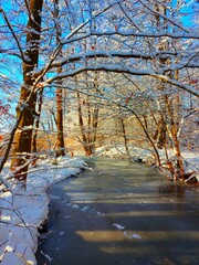  river in the forest