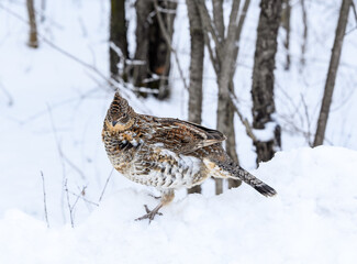 Ruffed Grouse Standing on Snowbank in Winter, Closeup Portrait
