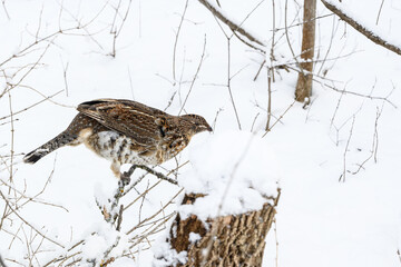 Ruffed Grouse Sitting on Tree Branch Covered in Snow in Winter, Closeup Portrait