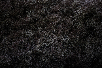 black dry flowers texture