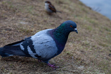 pigeon in the park