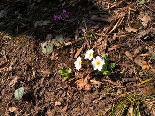 The first spring flowers in the forest are wild primrose.