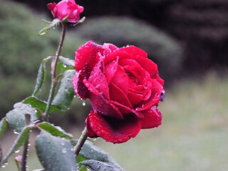 雨に濡れたバラ　赤いバラ　雨天