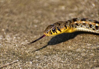 close up of a snake