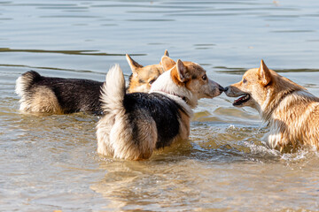 several happy Welsh Corgi dogs playing and jumping in the water on the beach