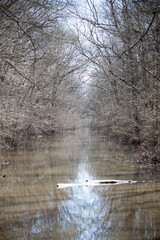 Swamp Water Stream