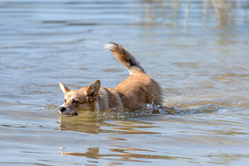 Welsh Corgi dog swims in the lake and enjoys a sunny day