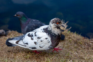 two white doves