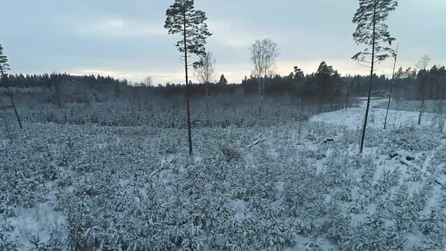 Drone POV FPV aerial flight on a snowy weather in a pine forest on a winter day, snow covered trees on frosty morning.

