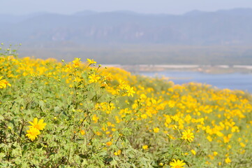 mexican sunflower weed, tithonia divesifolia