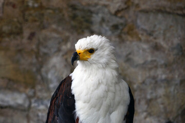 Weißkopfseeadler Adler Grifvögel Close Up