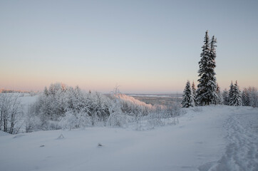 Spruce in the snow on a steep slope. Frosty evening 
