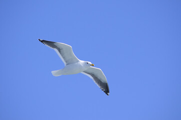 青空を飛ぶ一羽のカモメ