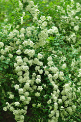 Maksro flora in Ukraine