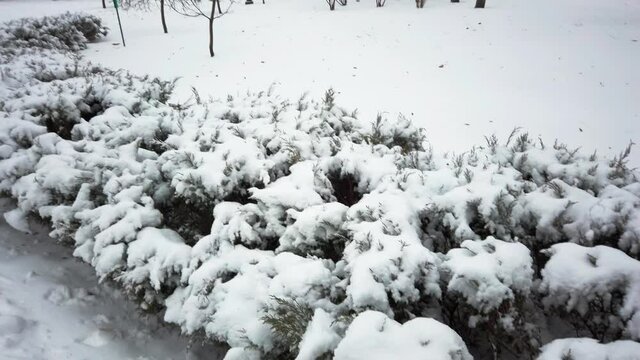 Snow on Juniper and thuja branches in the park - tilt reveal shot. Snow on green needles of Juniper and thuja branches in the park. Snowy beautiful natural winter park background in December.