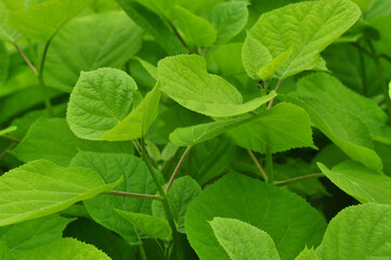 Maksro flora in Ukraine