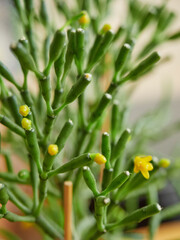 cactus, succulent, botany, botanical, beautiful, flower, life, grow, open, wild, no people, rose, cultivate, discovery, outdoor, spiral, art, spring background, summer, nature, plant, green, natural, 